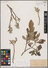 Foto von Salix appendiculata Vill. x Salix helvetica Vill.